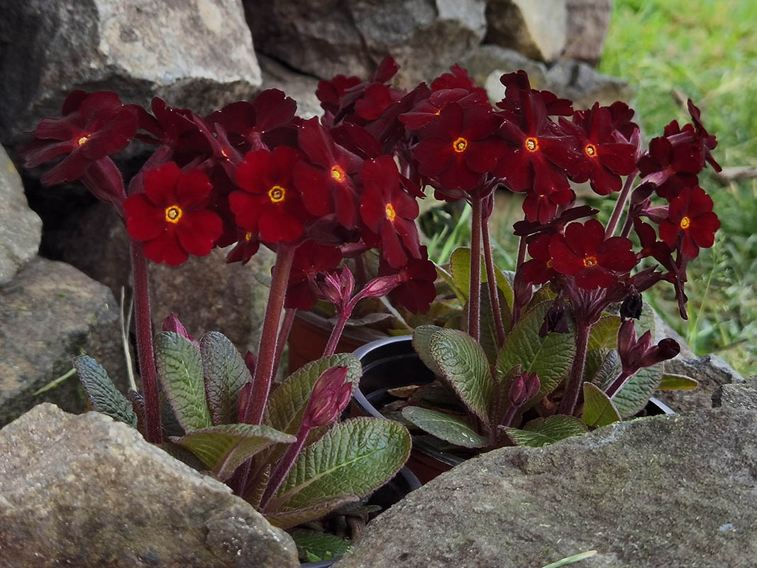 Primula x juliae 'Fireflies'